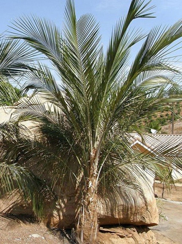Bolivian Coconut Palm
